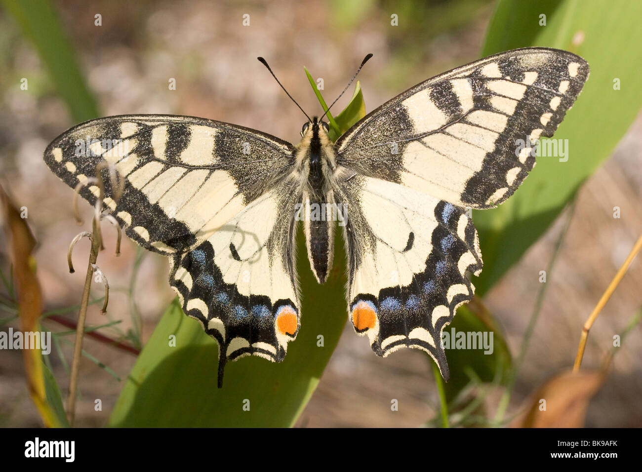 Schwalbenschwanz (Papilio Machaon) Flügel gespreizt in der Sonne Stockfoto