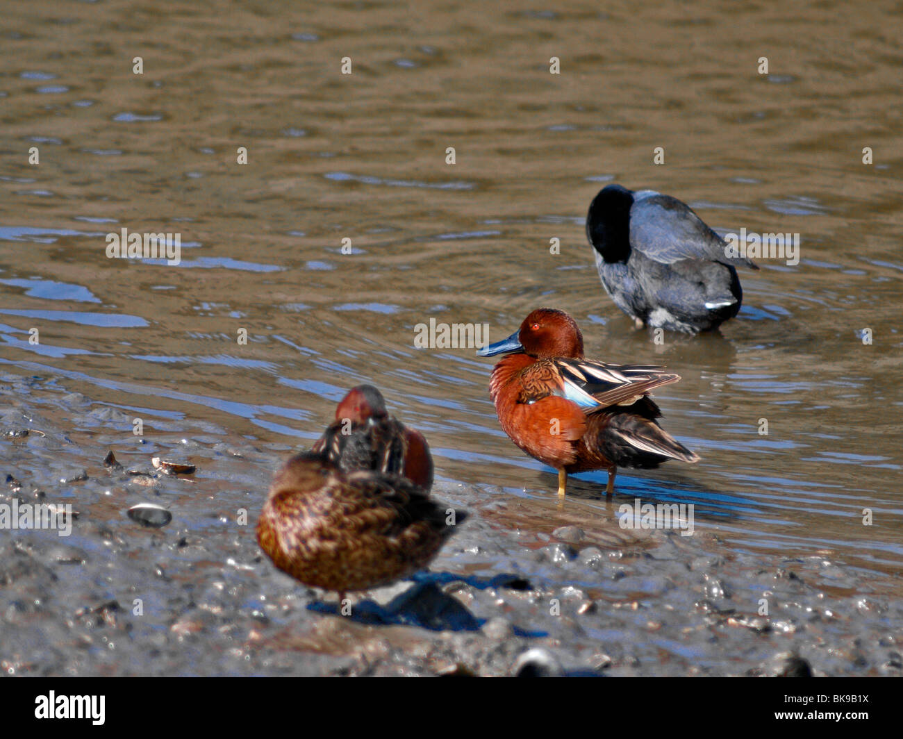 Enten. Petrol / Zimt Stockfoto