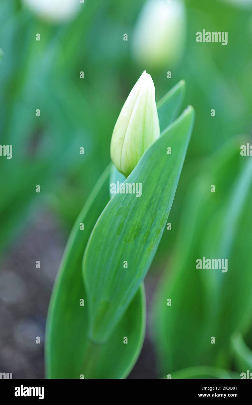Tulipa Traum in weiß Stockfoto