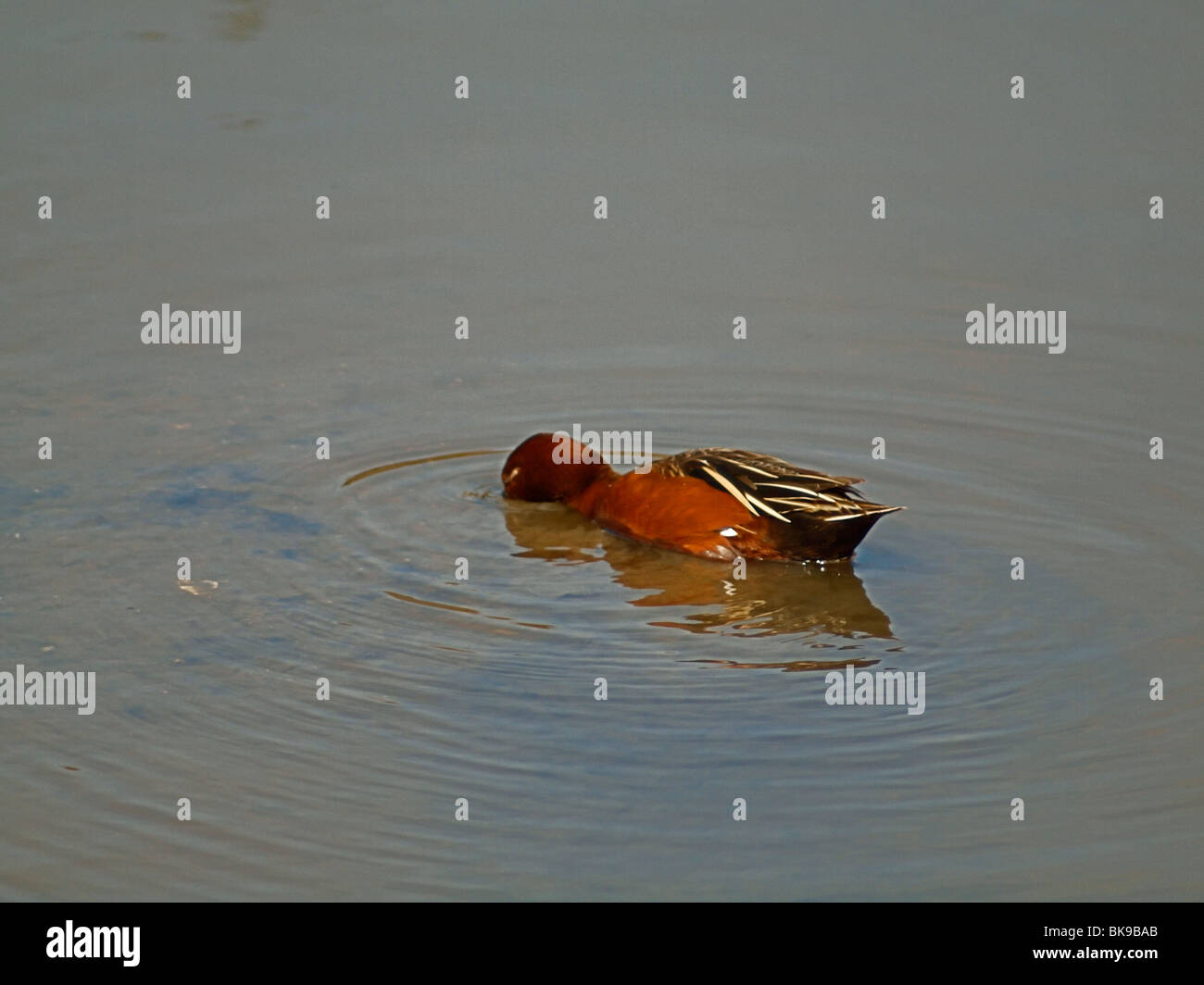 Ente. Petrol / Zimt Stockfoto