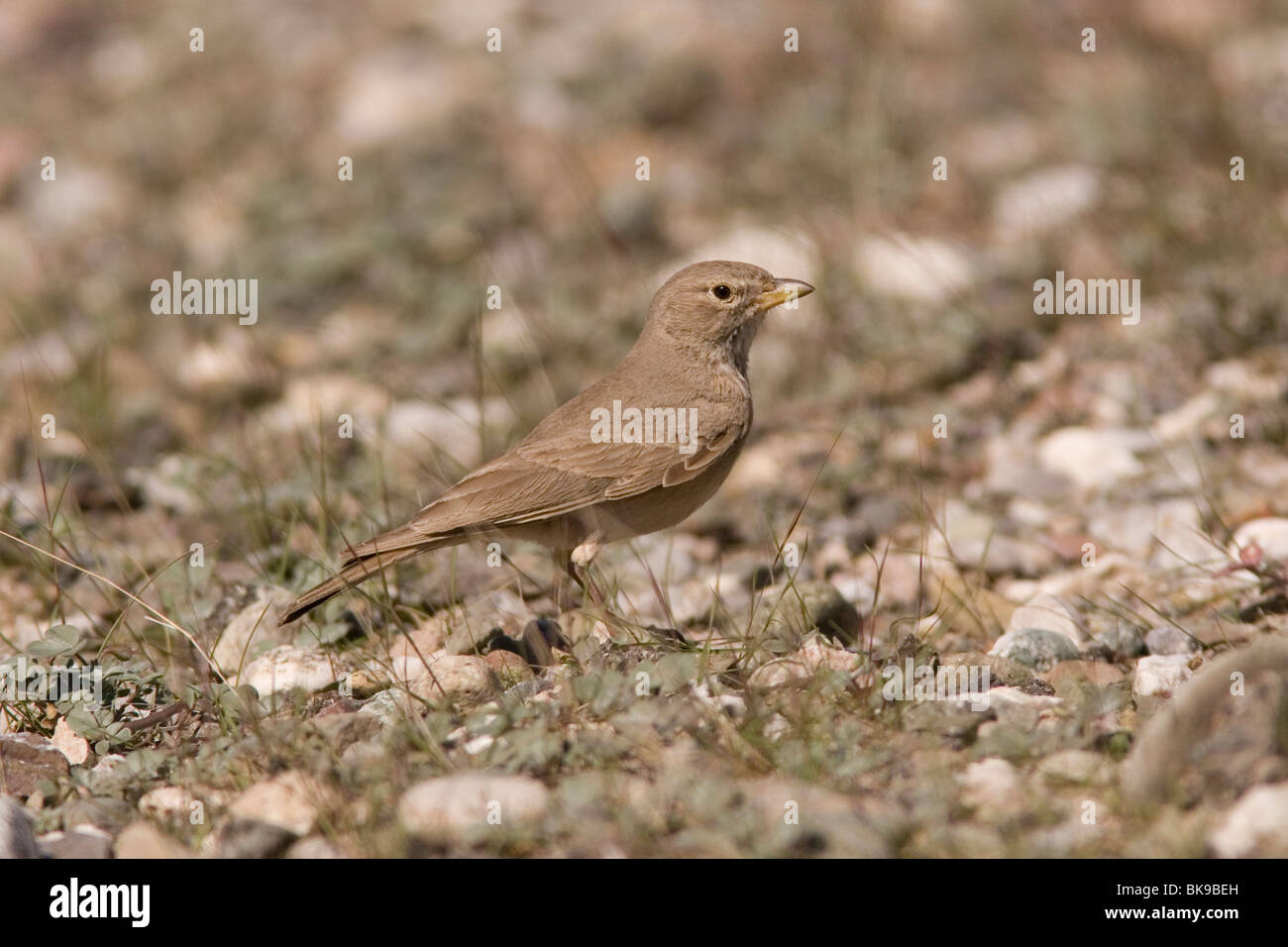 Wüste Lerche gesehen von der Seite zwischen Kies und einige Trockenrasen. Stockfoto