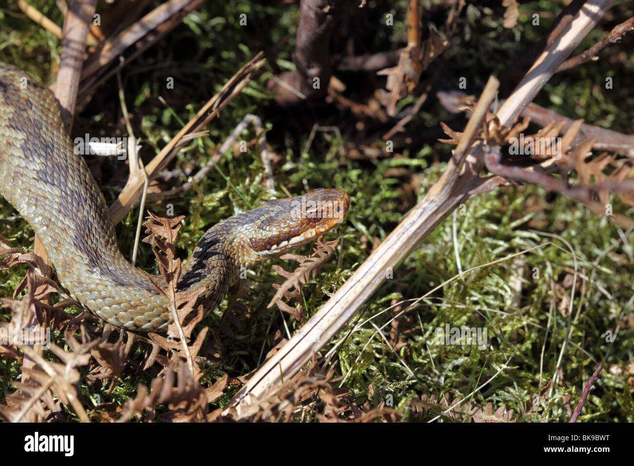 Junge Kreuzotter Vipera Berus in Moorland Lebensraum Vereinigtes Königreich Stockfoto