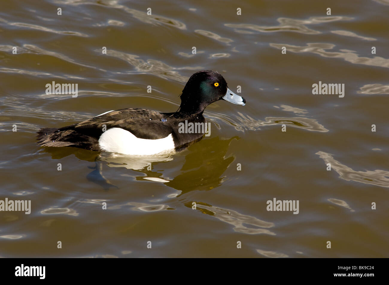 Erwachsene männliche büschelige Ente Aythya Fuligula schwimmen auf der Suche nach Nahrung. Stockfoto