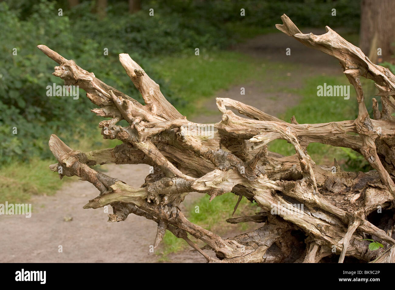 Die verwitterten Rootsystem einen umstürzenden Baum. Stockfoto