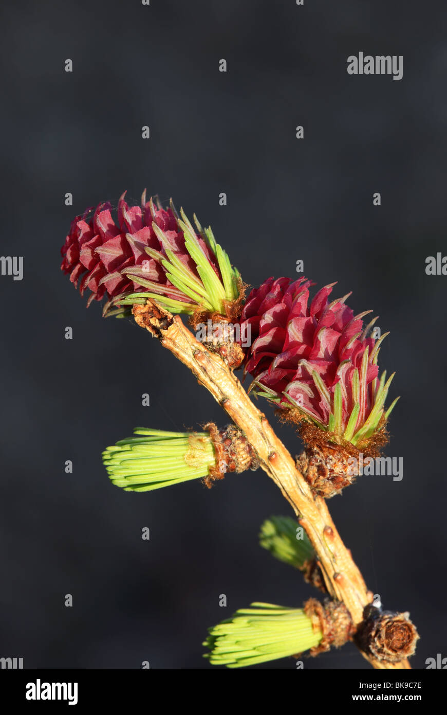 Makro enge, Ansicht der europäischen Lärche Baum Larix Decidua zeigen Blumen sowie neue Nadeln UK Stockfoto