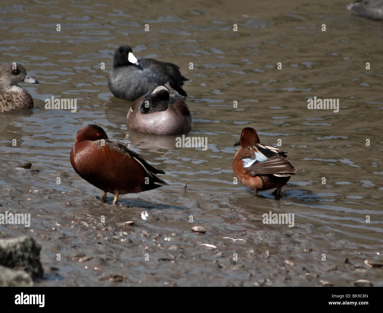 Enten. Petrol / Zimt Stockfoto