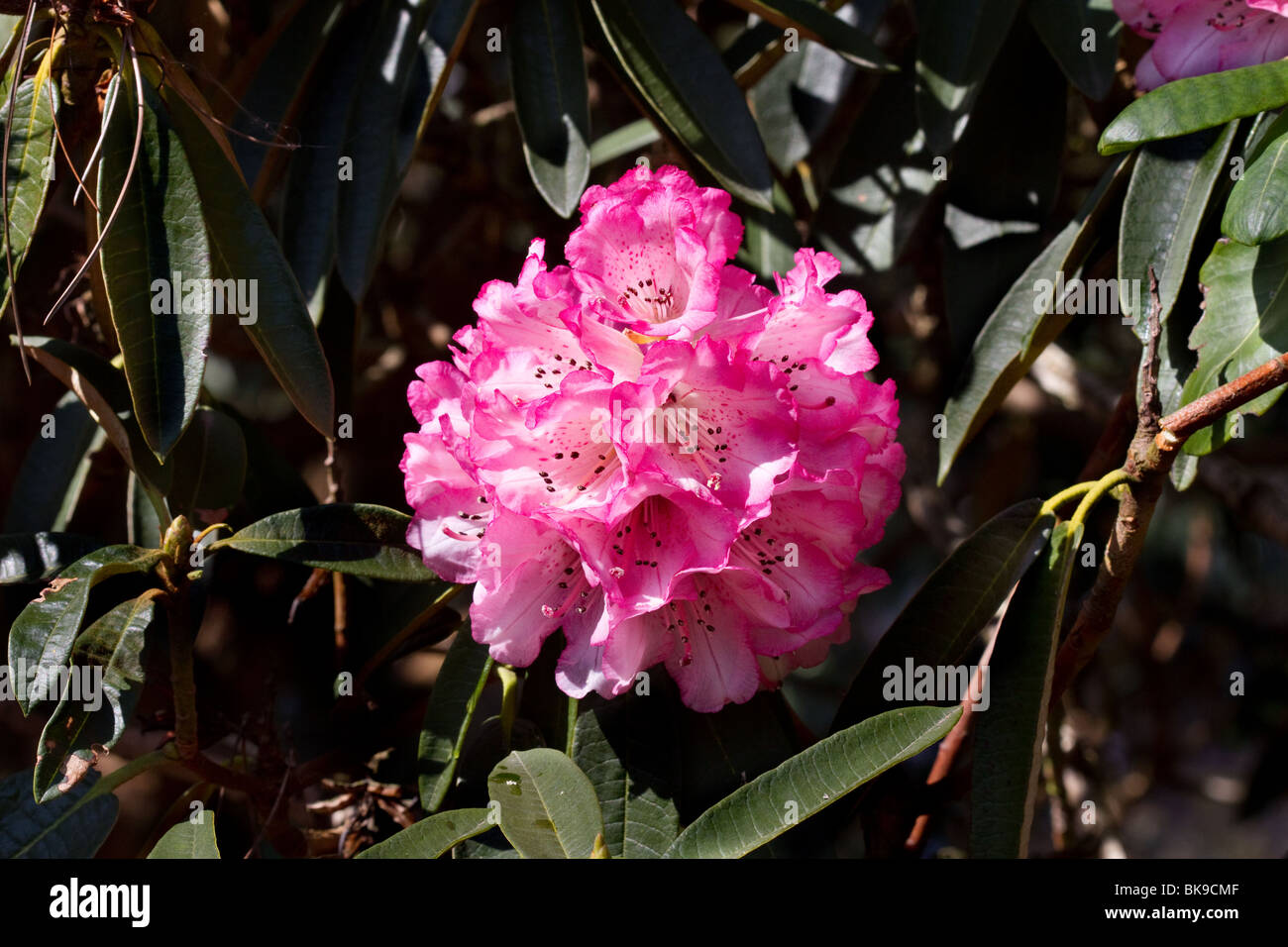 Blühende Blumen der Rhododendron Thomsonii, exotisch, Blume, Natur, Tropical, Blume, Botanik Botanischer Garten, Tayside Dundee, Schottland, Großbritannien Stockfoto