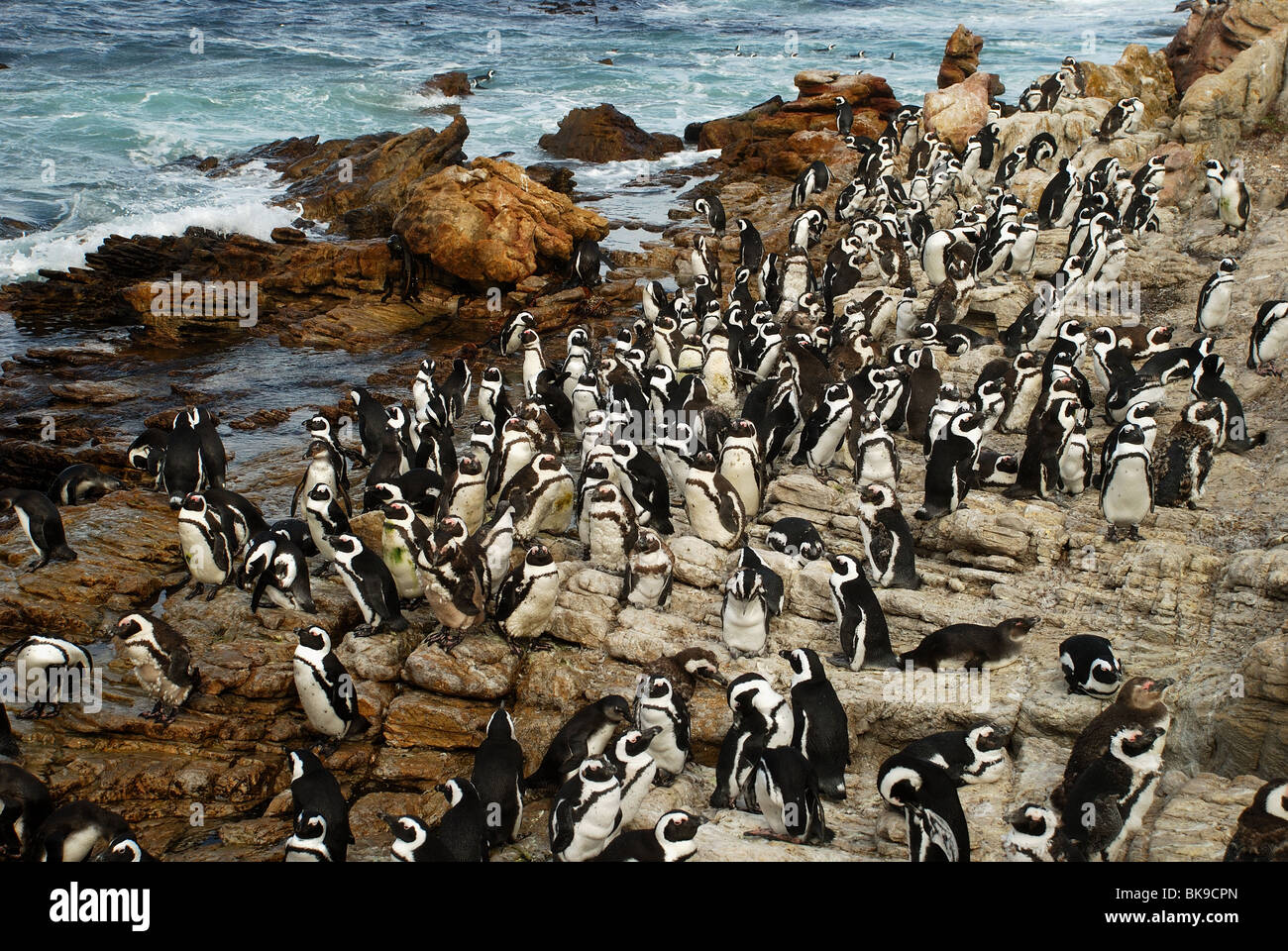 Afrikanische (Spheniscus Demersus) Pinguinkolonie, Boulders Beach, Südafrika Stockfoto