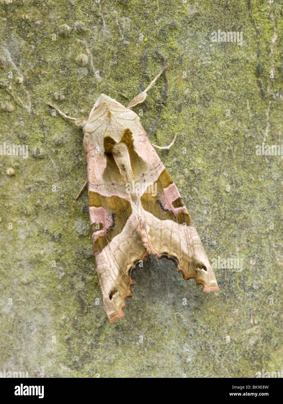 Winkel-Farbtöne auf glatte Rinde eines Baumes. Stockfoto