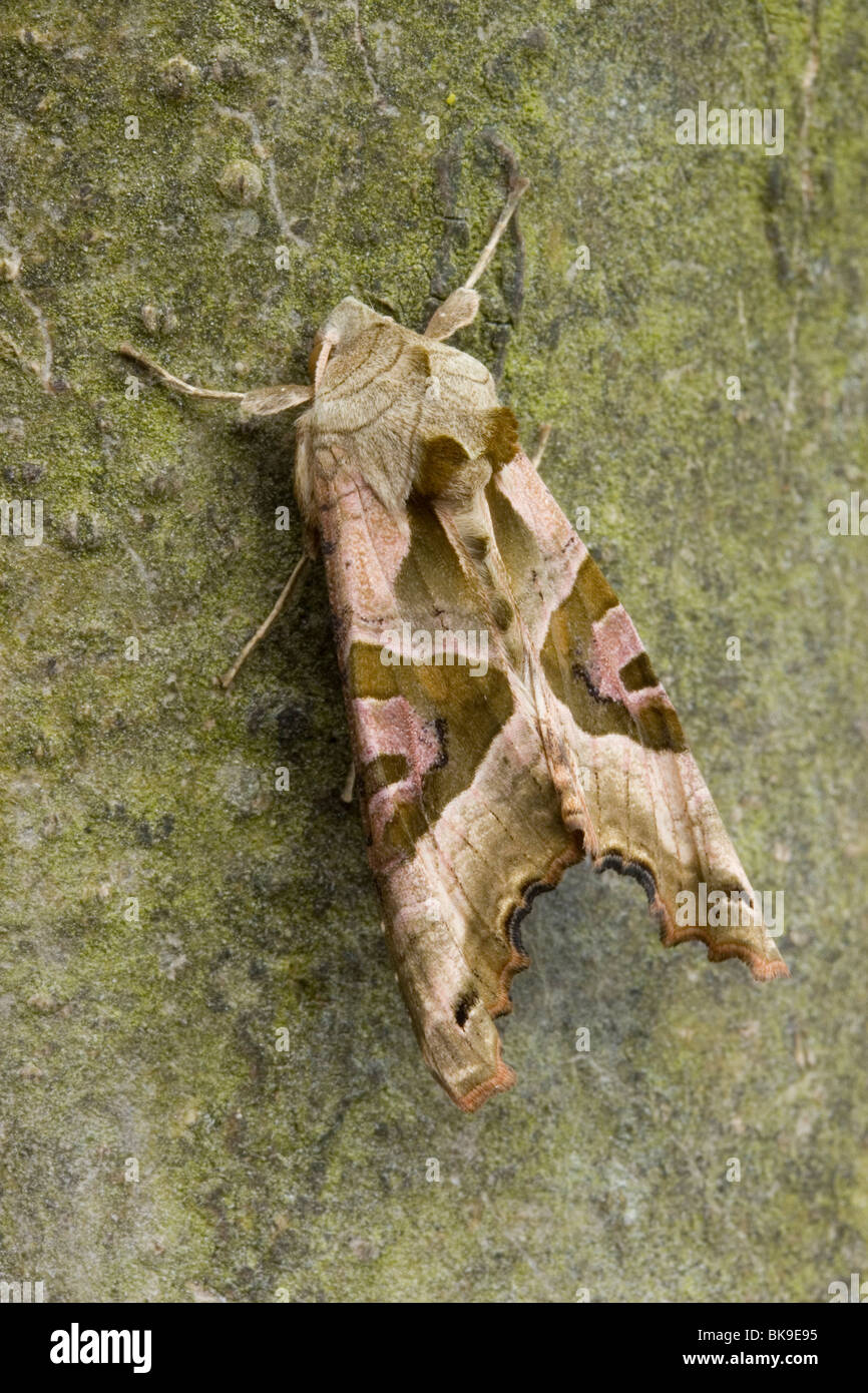 Winkel-Farbtöne auf glatte Rinde eines Baumes. Stockfoto