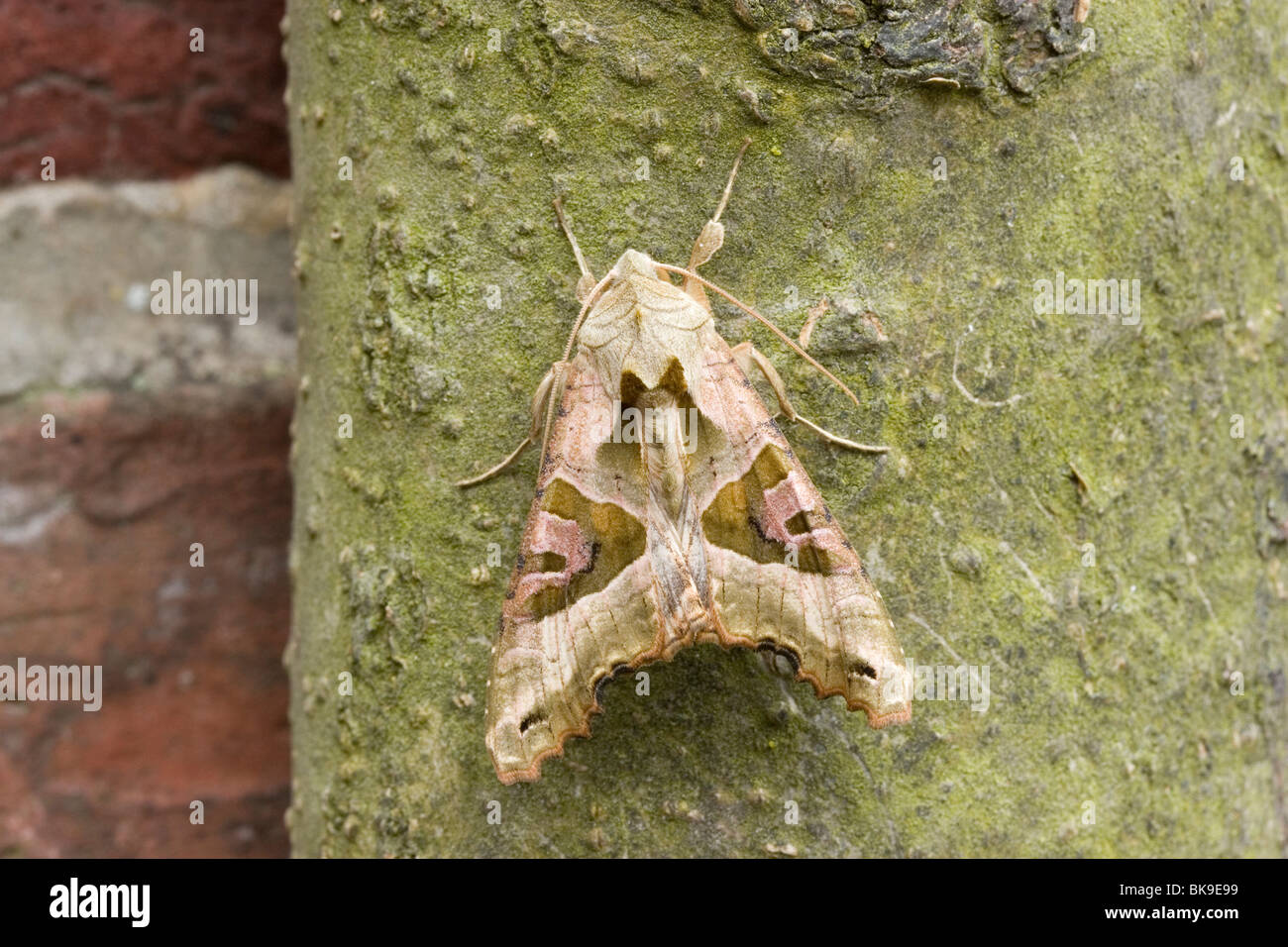 Winkel-Farbtöne auf glatte Rinde eines Baumes. Stockfoto