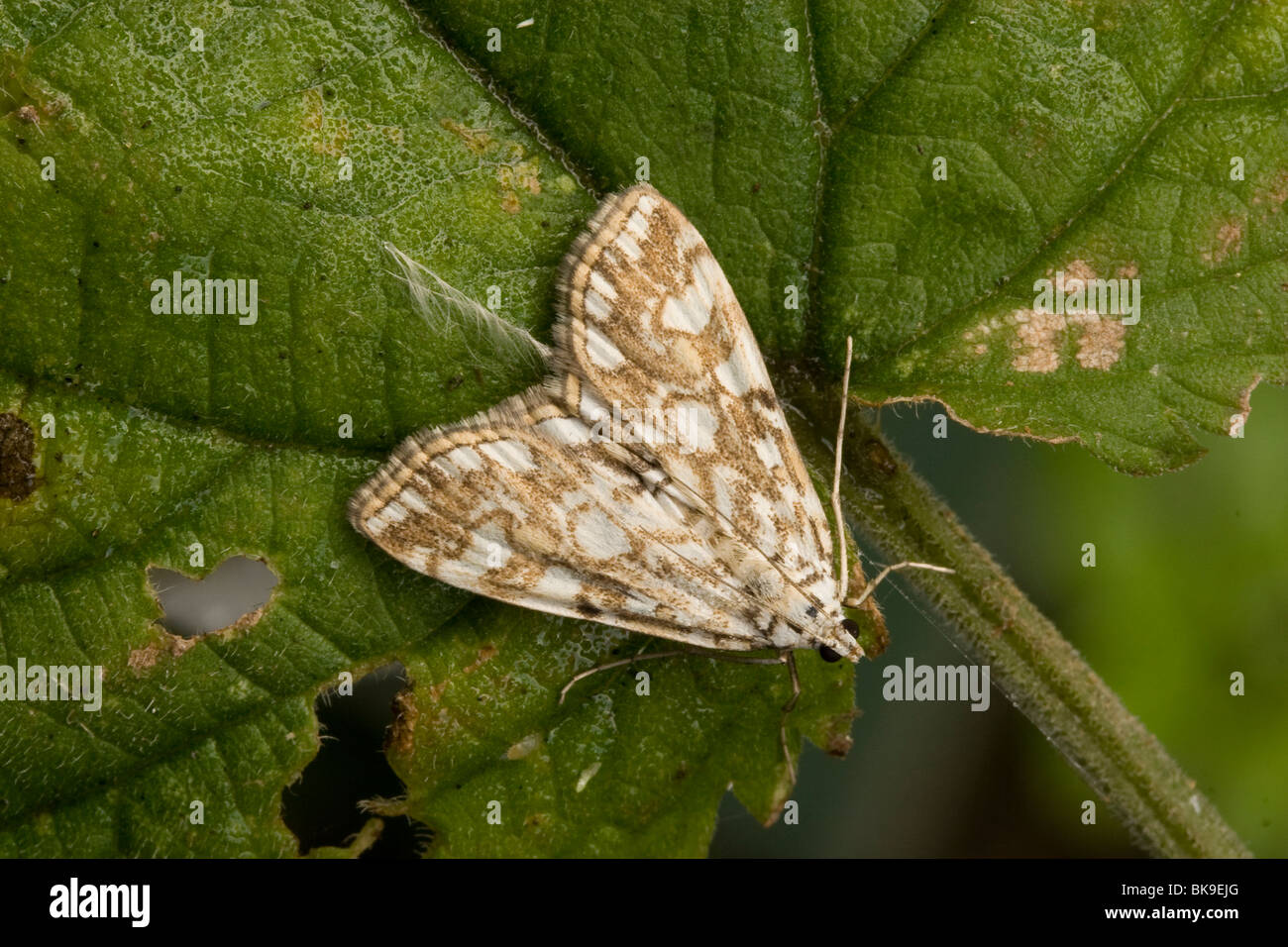 Braune China-Mark (Elophila Nymphaeata) ruht auf einem Blatt der Brennnessel (Urtica Dioica). Stockfoto