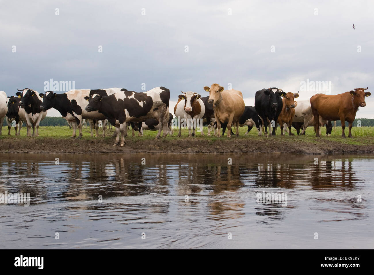 Neugierige Kühe am Ufer des Flusses Biebrza. Stockfoto