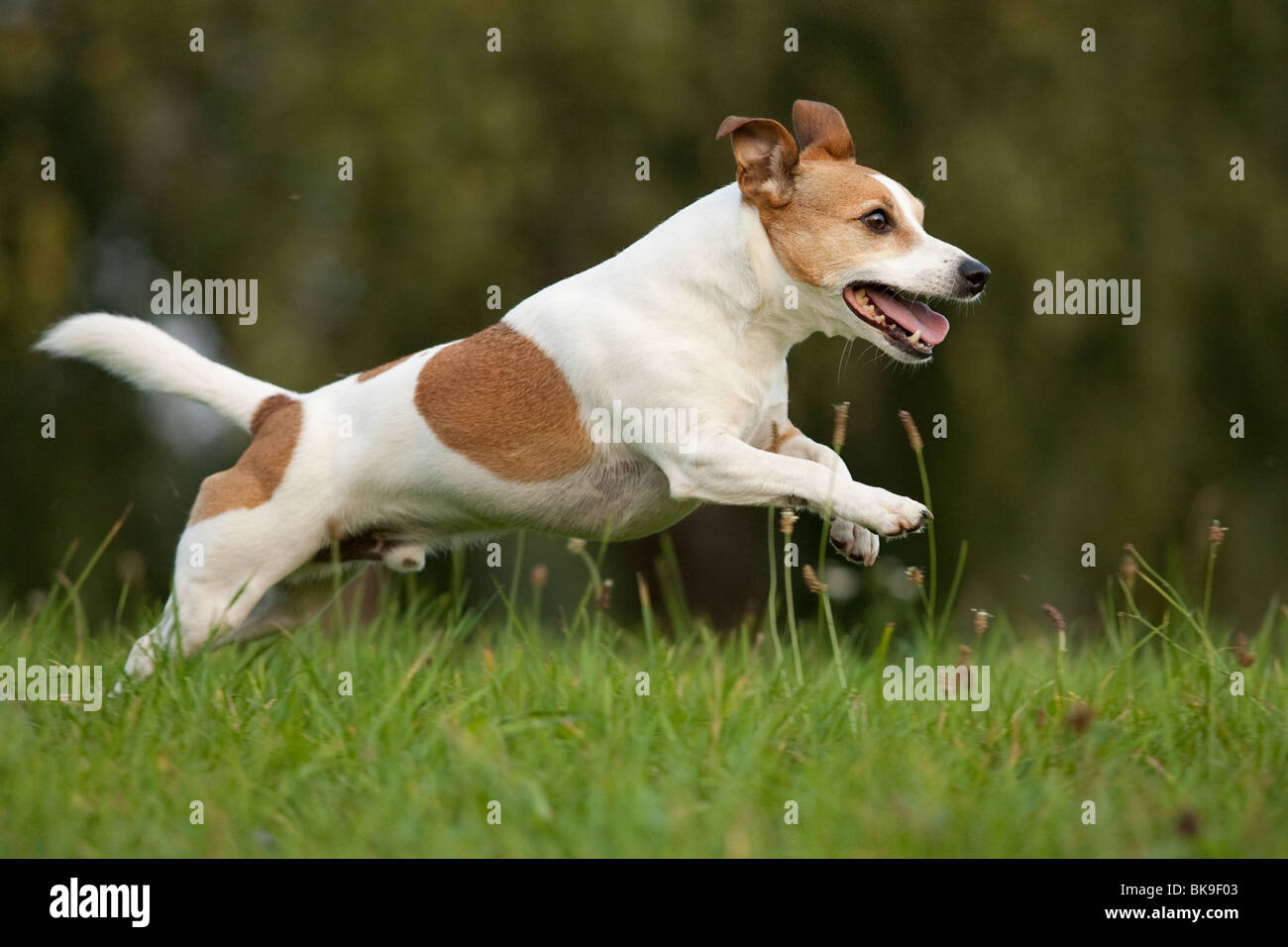Jack Russell Terrier laufen Stockfoto