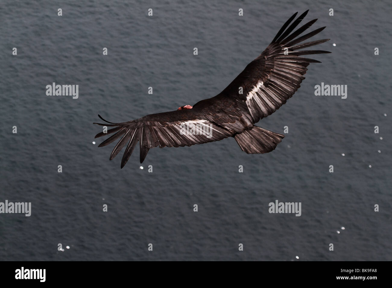 BH2 - 370D; FLIEGENDE KALIFORNIEN-KONDOR Stockfoto