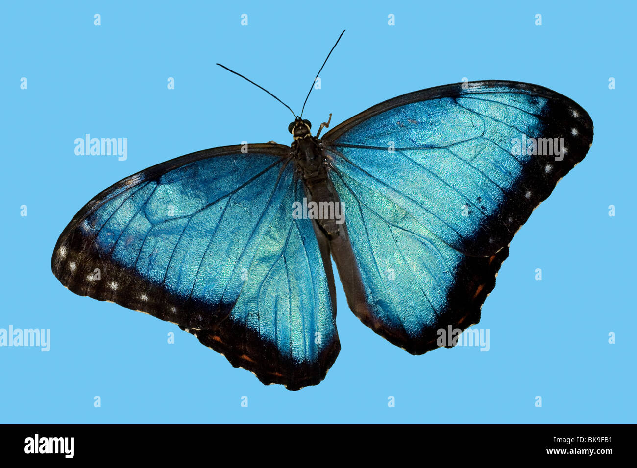 Nahaufnahme eines blauen Morpho Peleides Schmetterlings (Morpho Peleides) auf blauem Grund Stockfoto