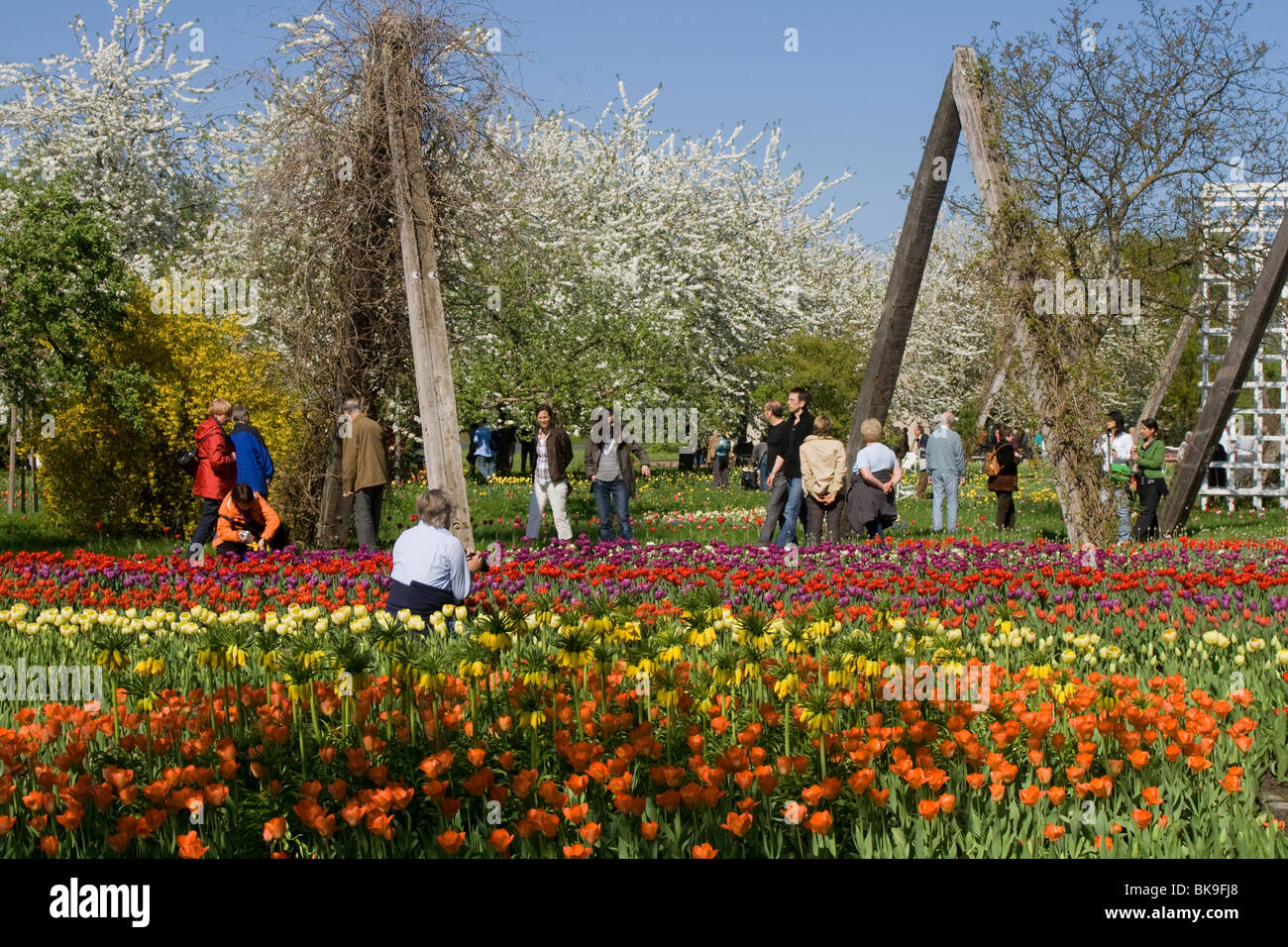 Tulpe zeigen TULIPAN im Britzer Garten Park, Berlin, Deutschland