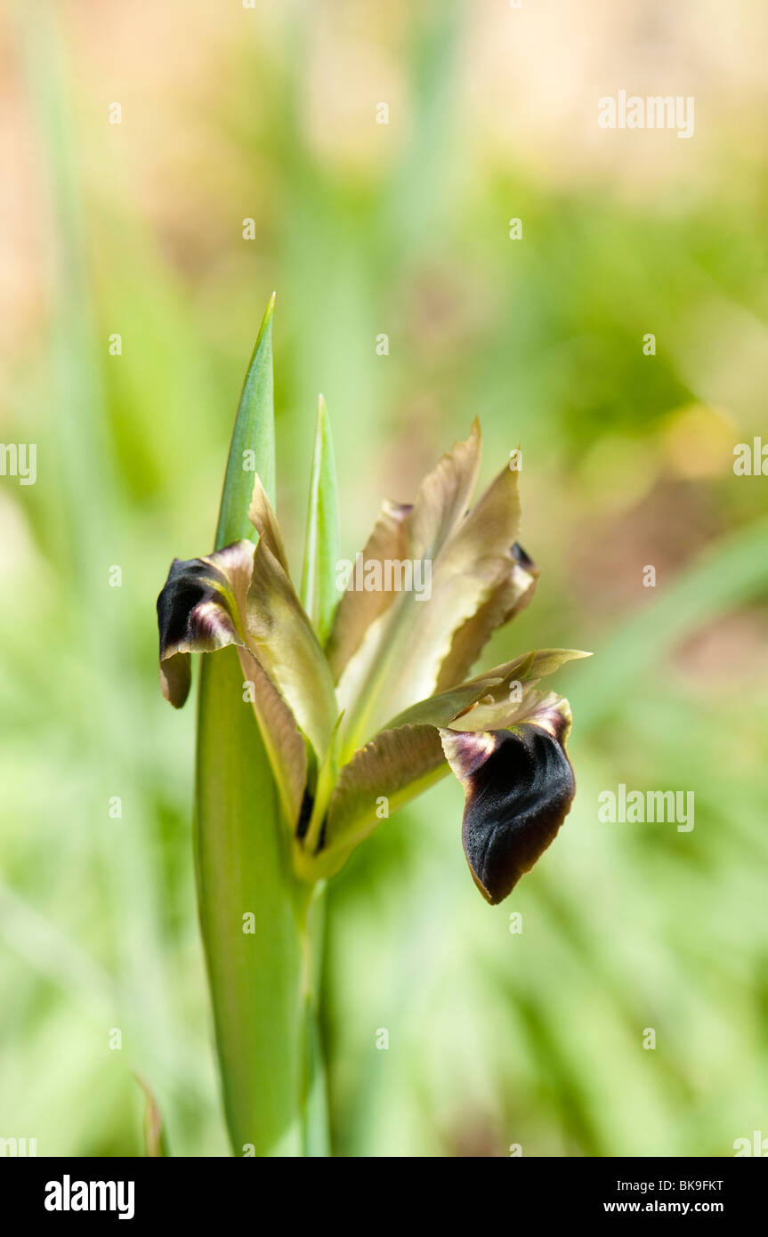 38+ Iris Im Frühjahr Pflanzen, Daher sollte der standort für iris.
