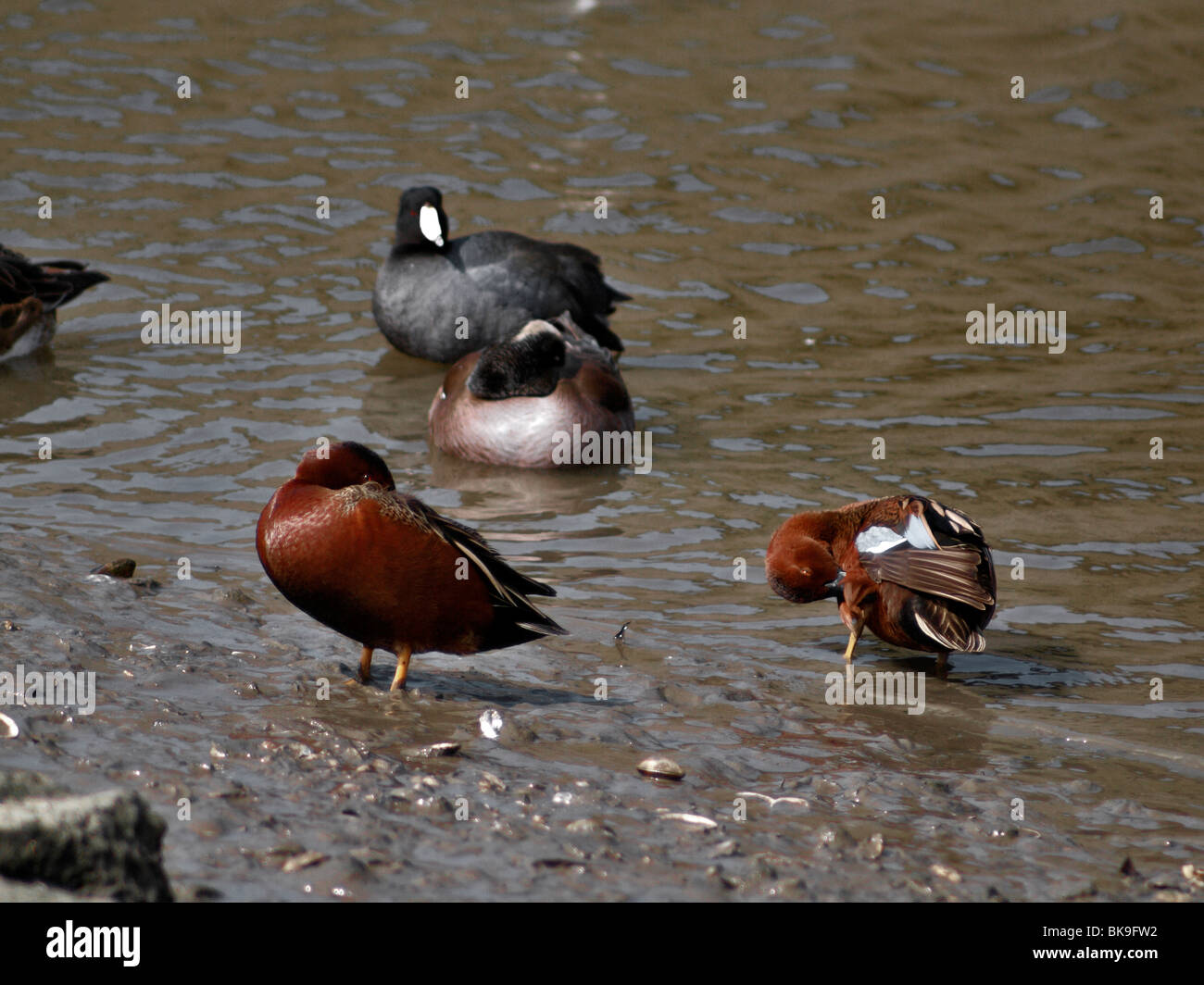 Enten. Petrol / Zimt Stockfoto