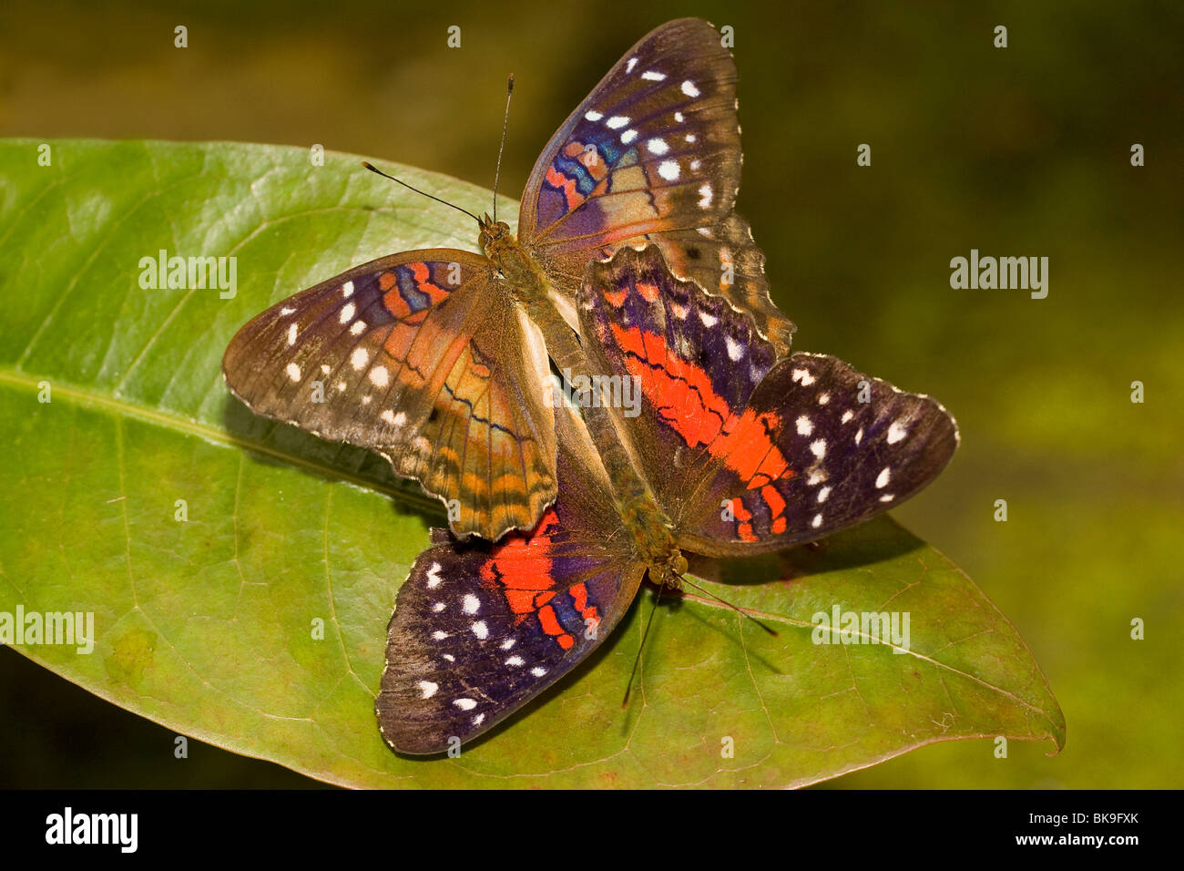 Nahaufnahme von Scarlet Mormon Schwalbenschwanz Schmetterling (Papilio Rumanzovia) Paarung Stockfoto