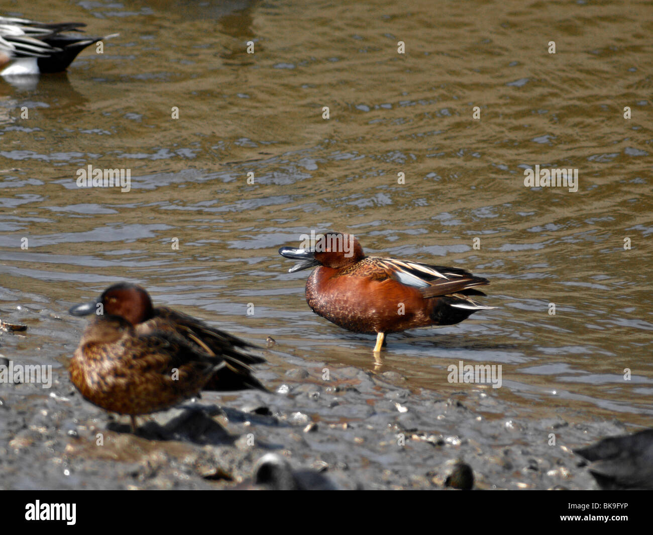 Enten. Petrol / Zimt Stockfoto