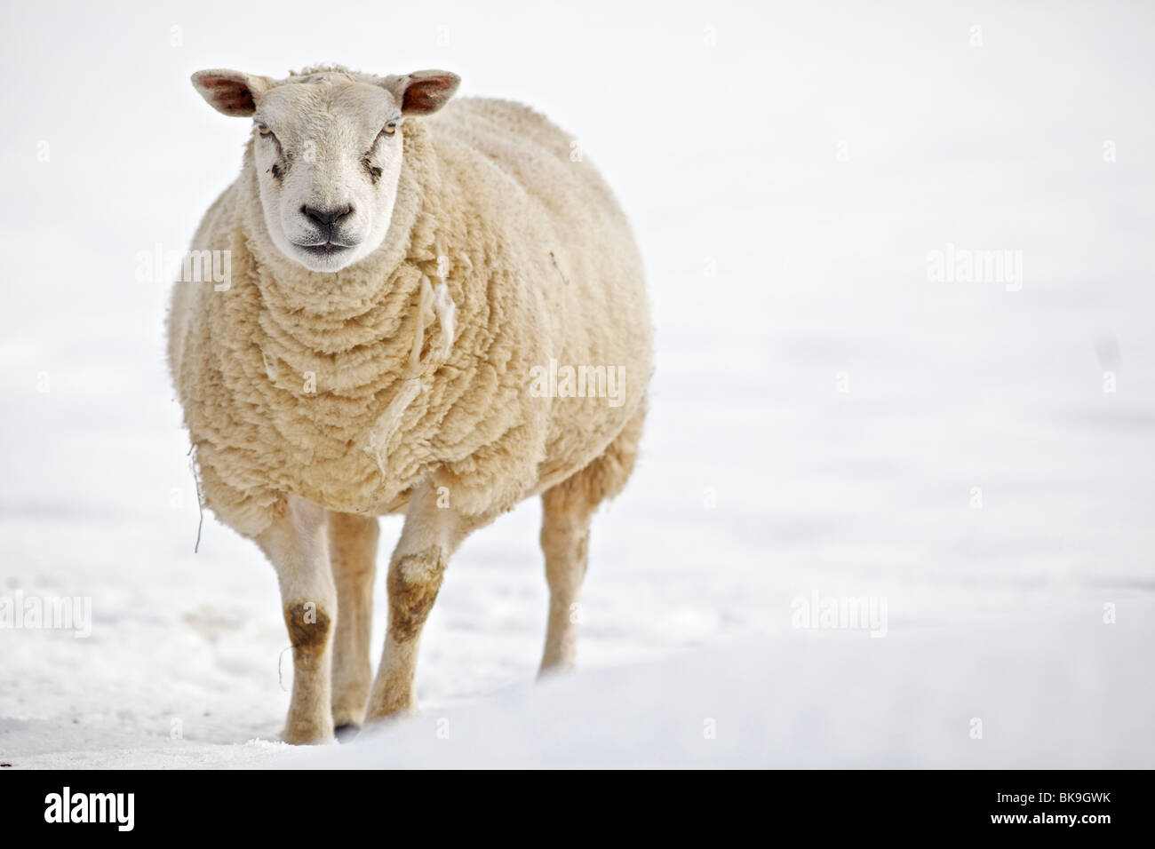 Schwanger Schafe im Schnee überdachten Bereich Stockfoto