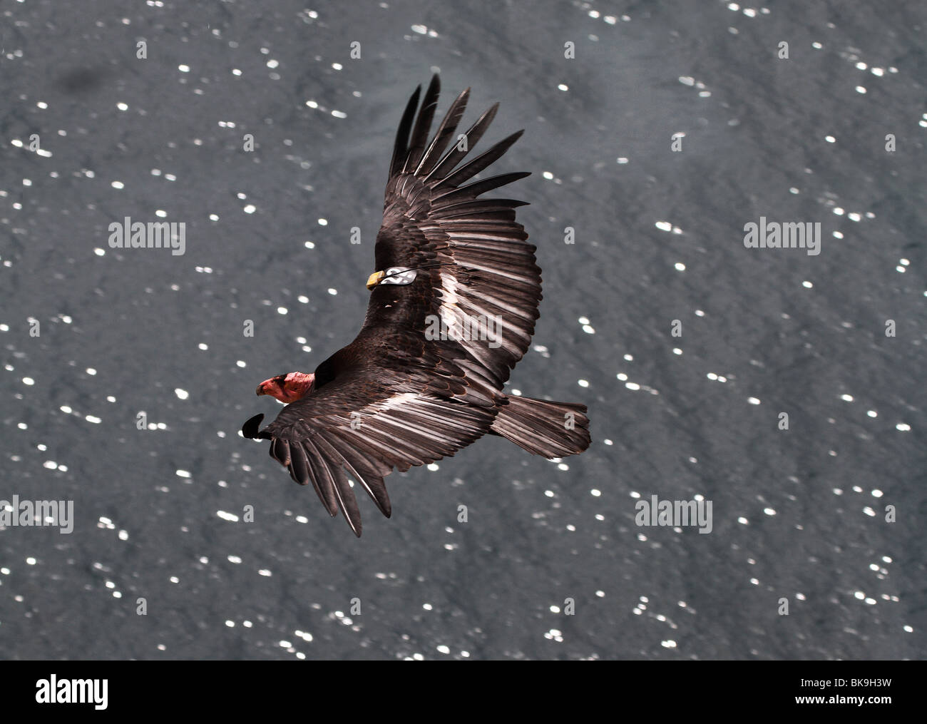 BH2 - 368D; KALIFORNIEN-KONDOR FLIEGEN; Gymnogyps californianus Stockfoto