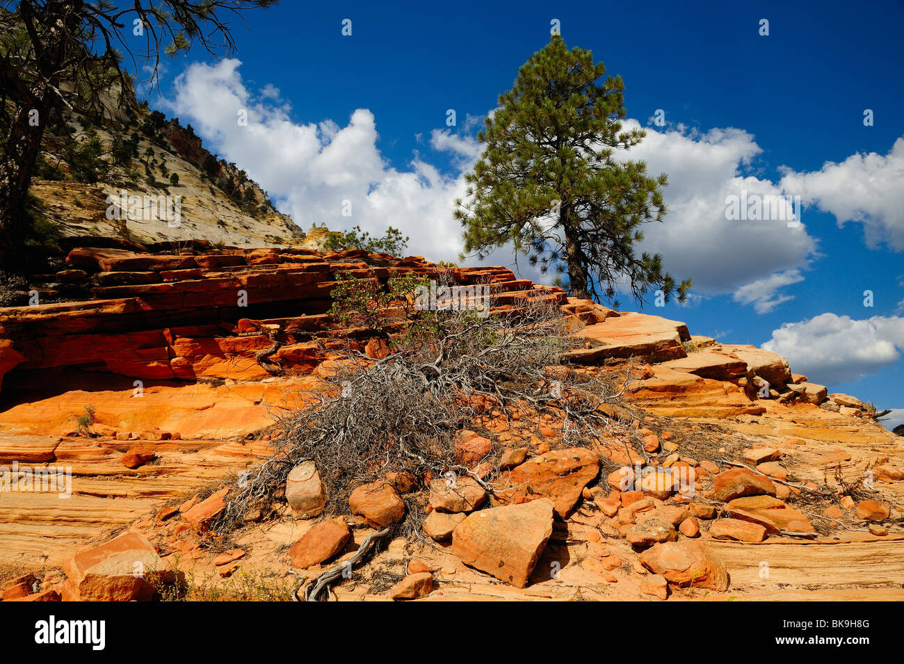 Gelb-Kiefer wächst auf einer Klippe im Zion Nationalpark, Utah, USA Stockfoto