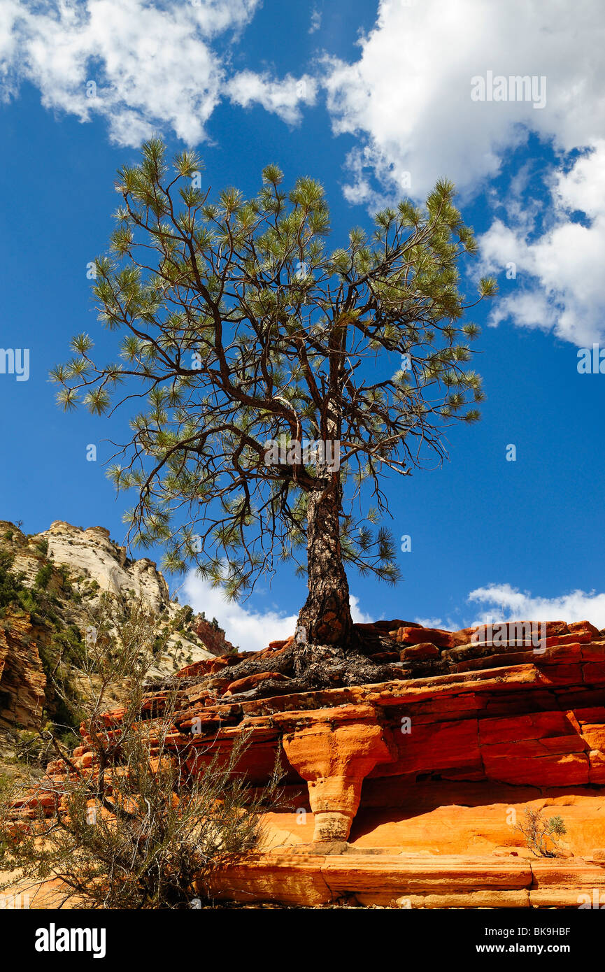 Gelb-Kiefer wächst auf einer Klippe im Zion Nationalpark, Utah, USA Stockfoto