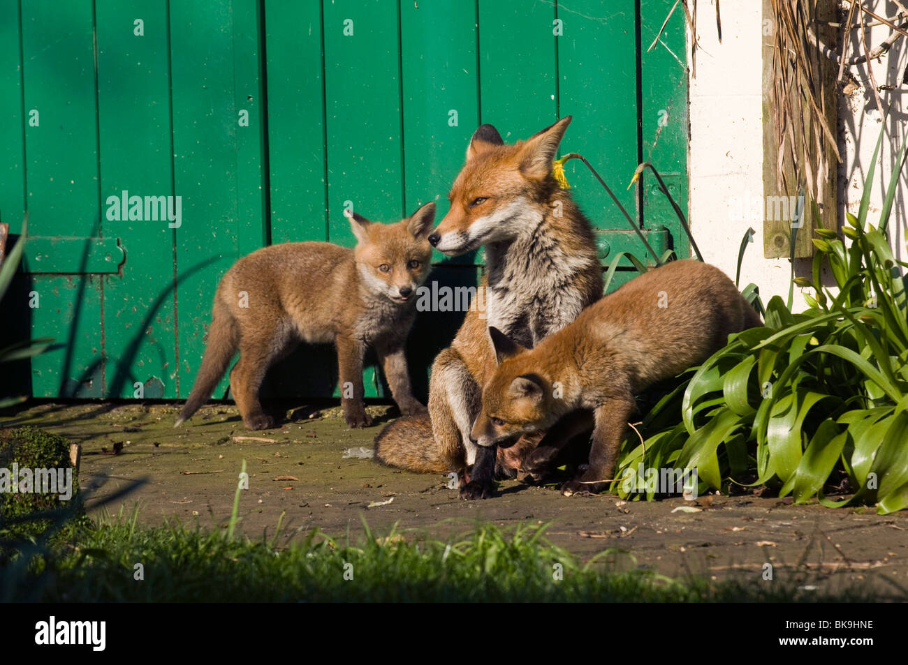 Eine Füchsin und ihren zwei Fox Cubs spielen in der Frühlingssonne in Sussex Garten Stockfoto