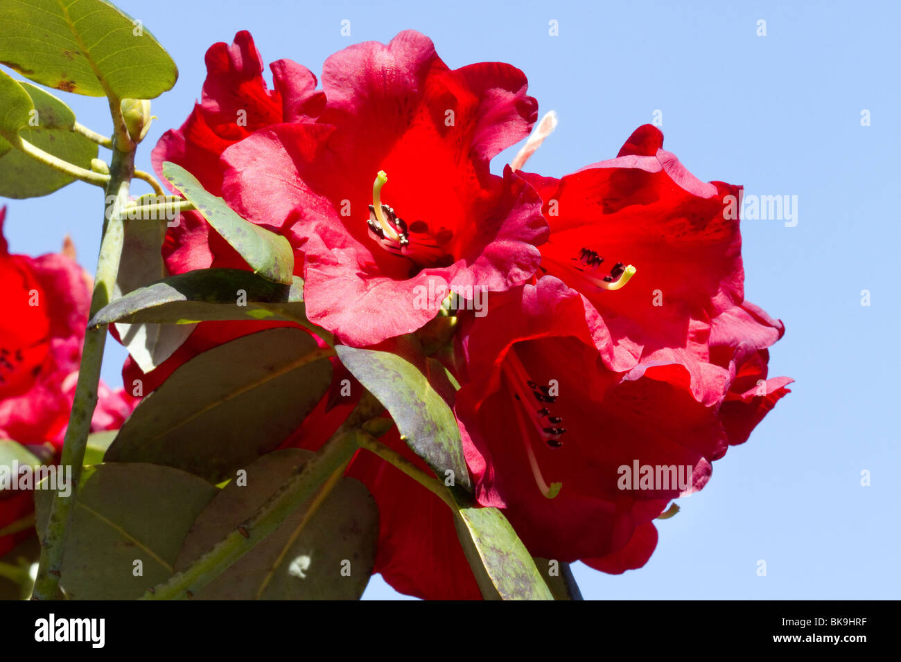 Blüte Blüten des Rhododendron Thomsonii bei Dundee Botanischer Garten, Tayside, Scotland, UK Stockfoto