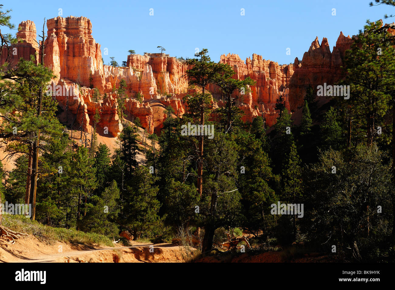 Ponderosa Pinien entlang Navajo Loop im Bryce Canyon, Utah, USA Stockfoto