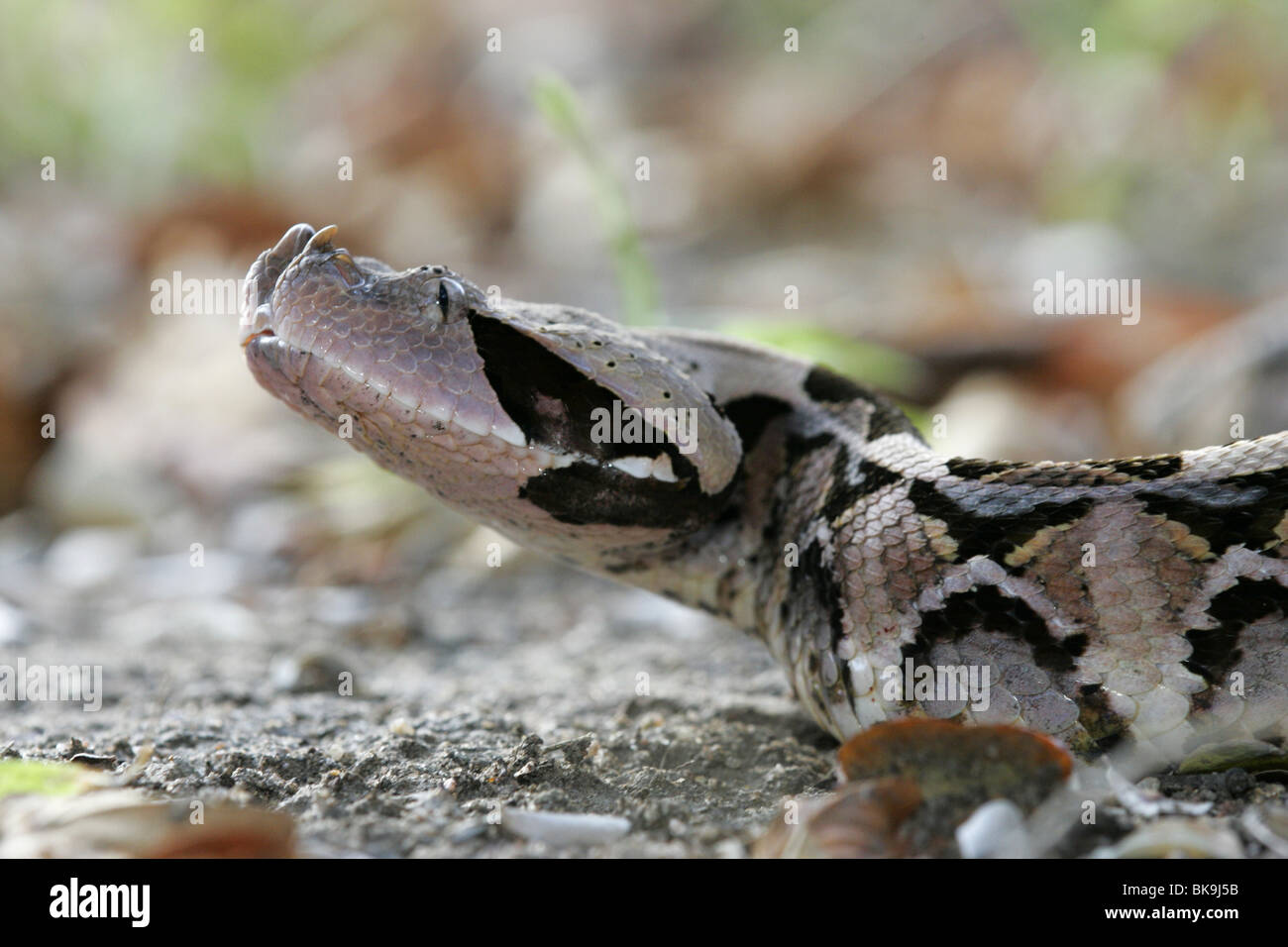 Gabun Viper, Südafrika, Reptil, Schlange Stockfoto
