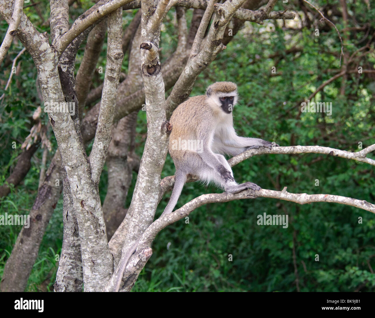 Vervet Affen in Pygerythrus sitzt in einem Baum Stockfoto