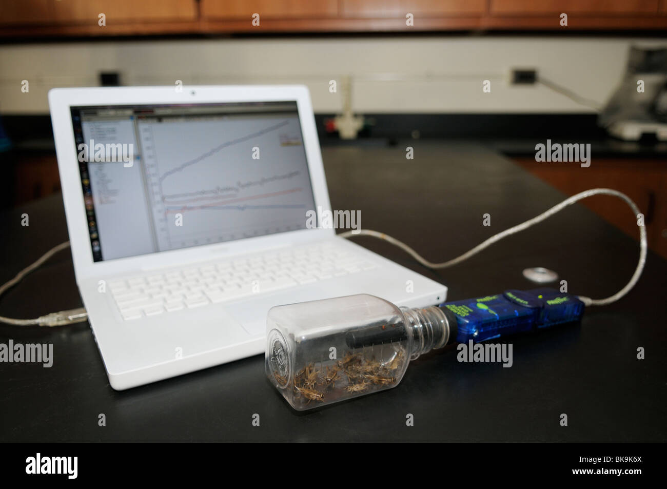 Computer-Interface Kohlendioxid-Sensor Messung CO2 im Laufe der Zeit durch aerobe Atmung von Grillen. Stockfoto