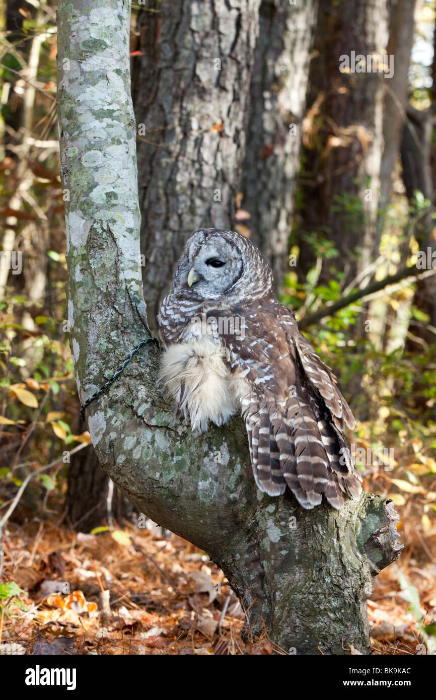 Diese Streifenkauz bei Pocomoke River State Park in Maryland ist unter der Obhut des National Park Service. Stockfoto