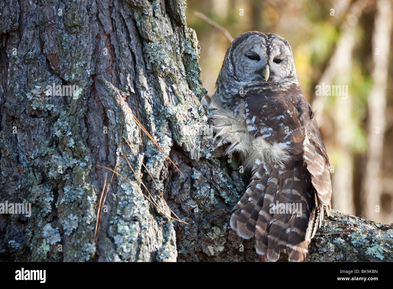 Diese Streifenkauz bei Pocomoke River State Park in Maryland ist unter der Obhut des National Park Service. Stockfoto
