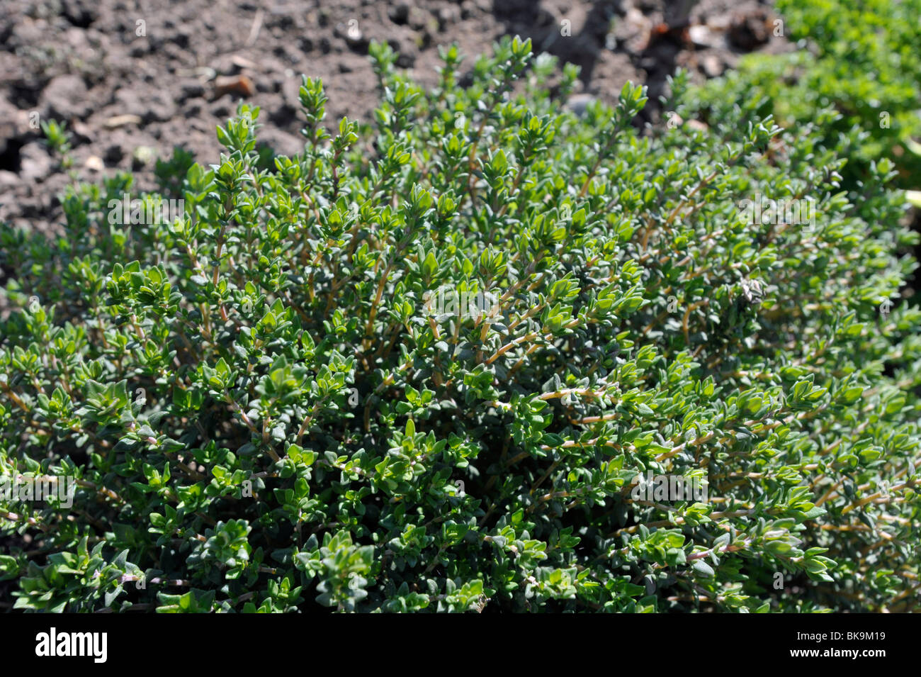 Küchenkraut Thymian wächst in einem englischen Garten Stockfoto