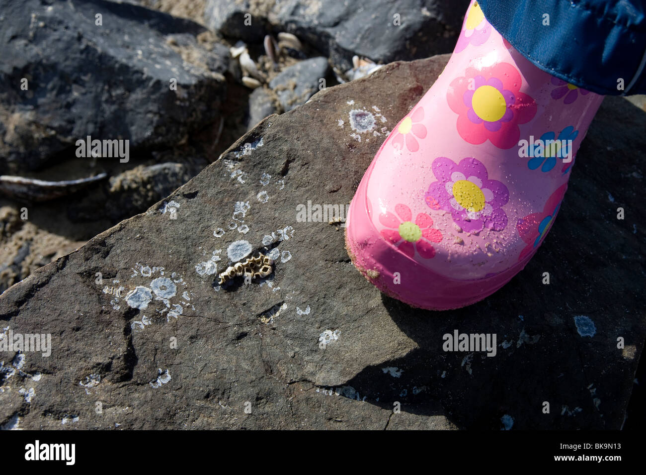 Nahaufnahme des Mädchens Boot verstärkt auf Rock mit Seepocken. Stockfoto