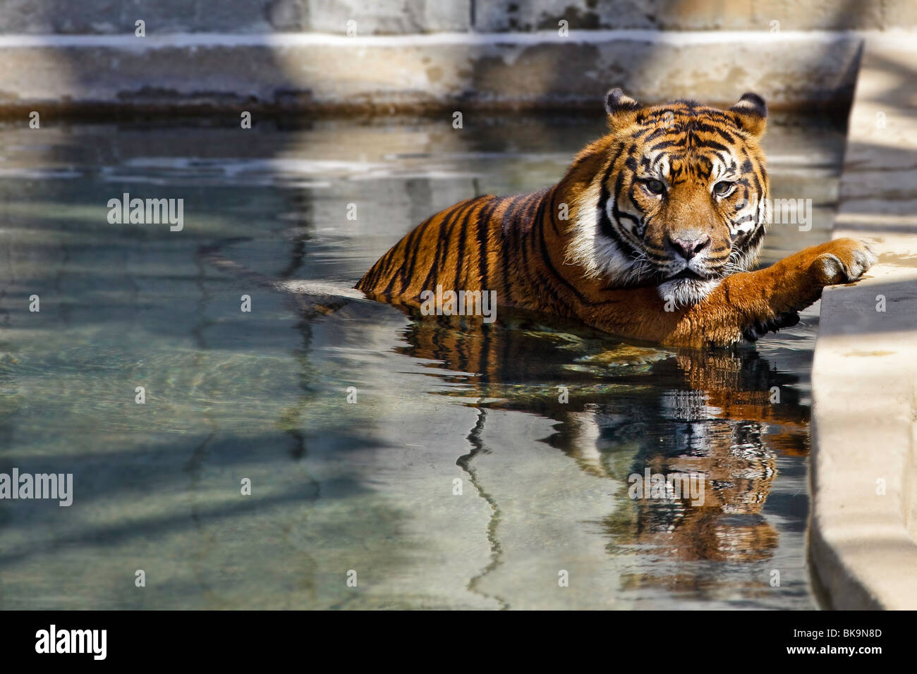 Sumatra-Tiger (Panthera Tigris Sumatrae) spielen im Zoo Stockfoto