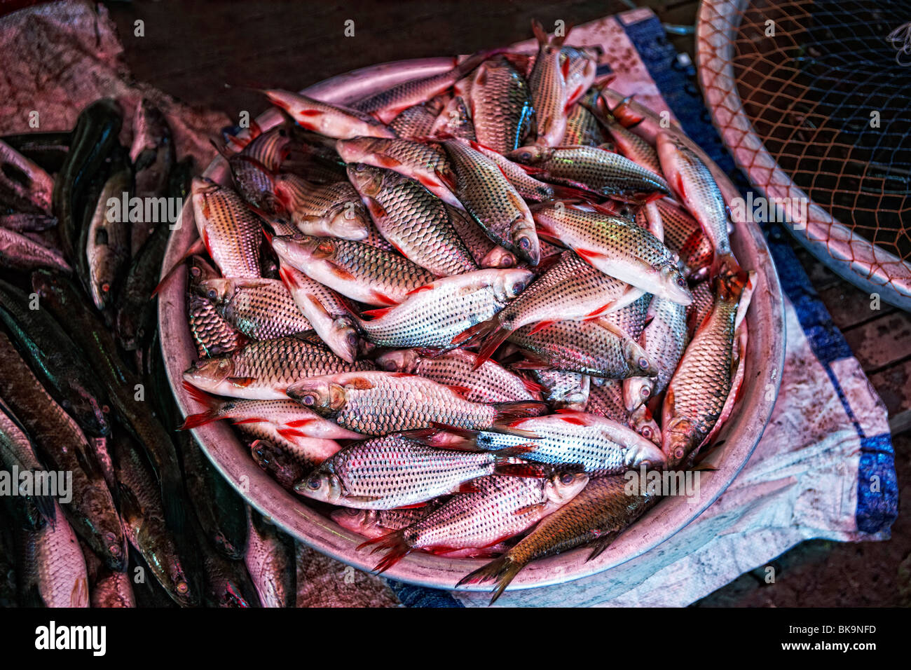 Becken mit frischem Fisch, Lebensmittel-Markt, Vientiane, Laos Stockfoto