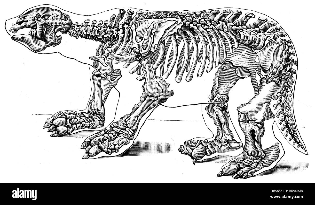 Megatherium Stockfoto