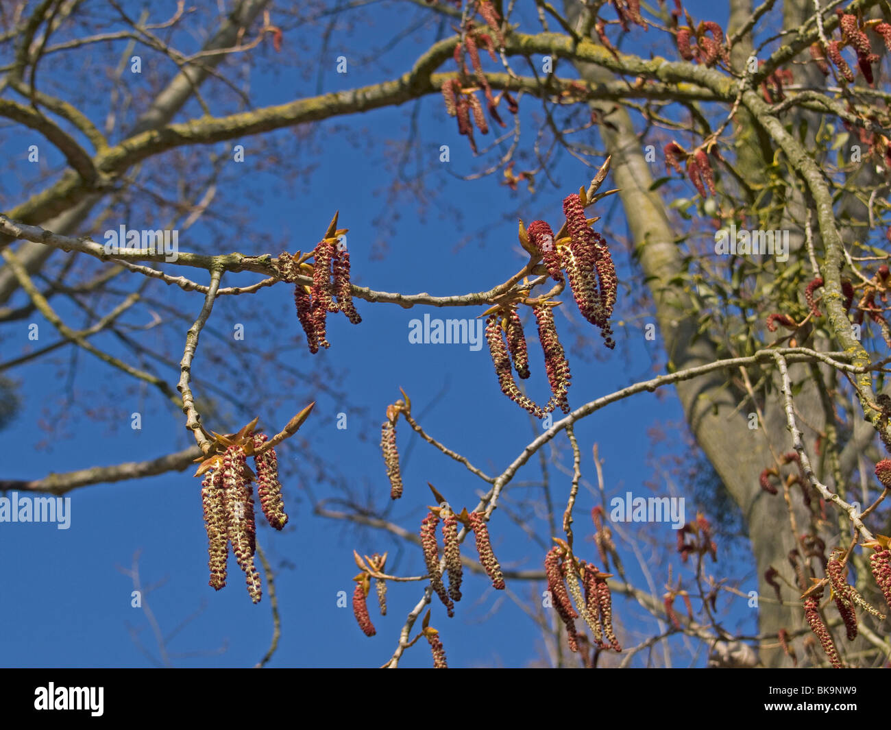 Männliche Kätzchen der Schwarz-Pappel (Populus Nigra), bedrohte Arten Stockfoto