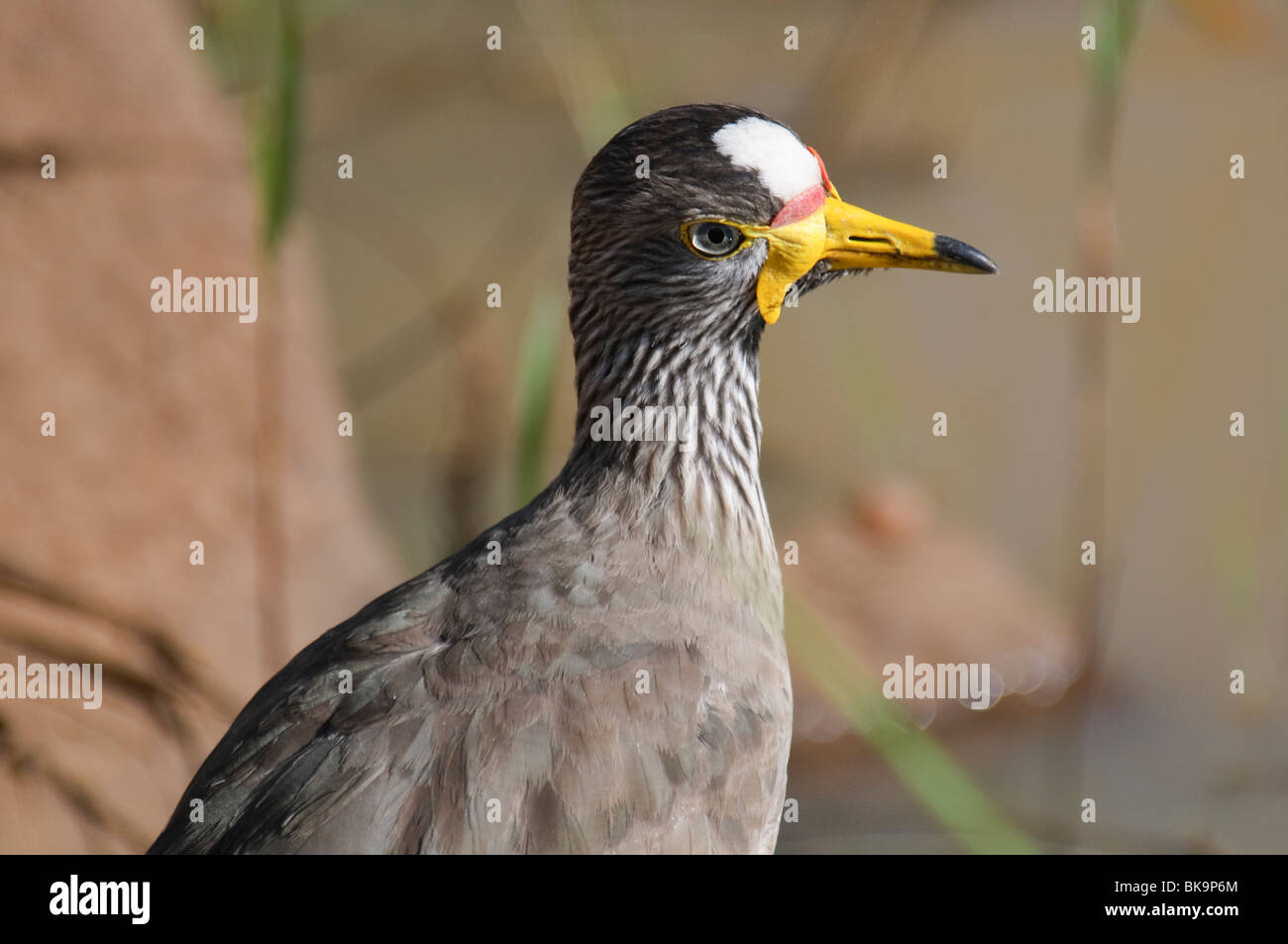 Afrikanische Flecht-Kiebitz Vanellus senegallus Stockfoto