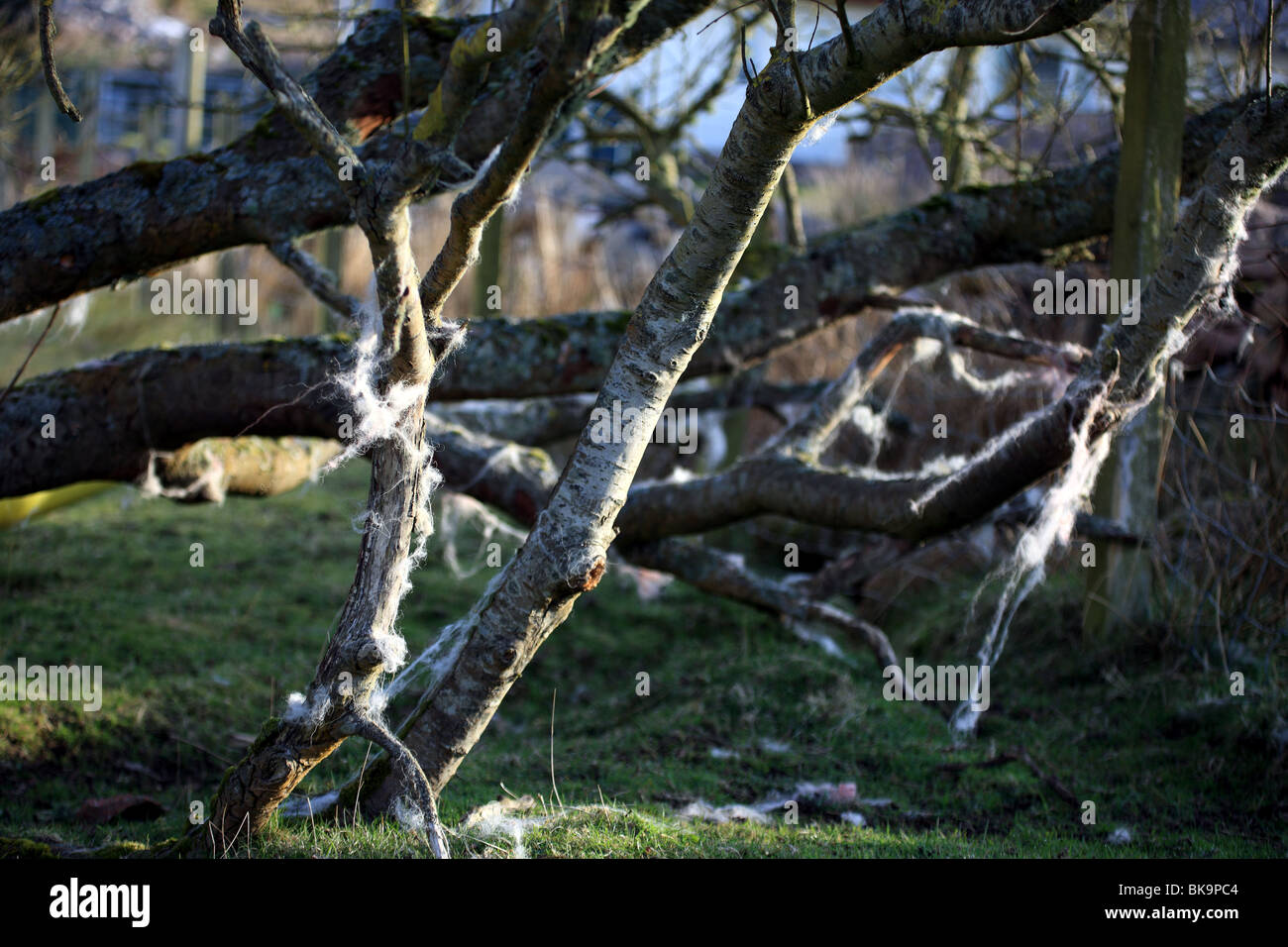 Schafwolle in Ästen verfangen und im Wind wehen Stockfoto