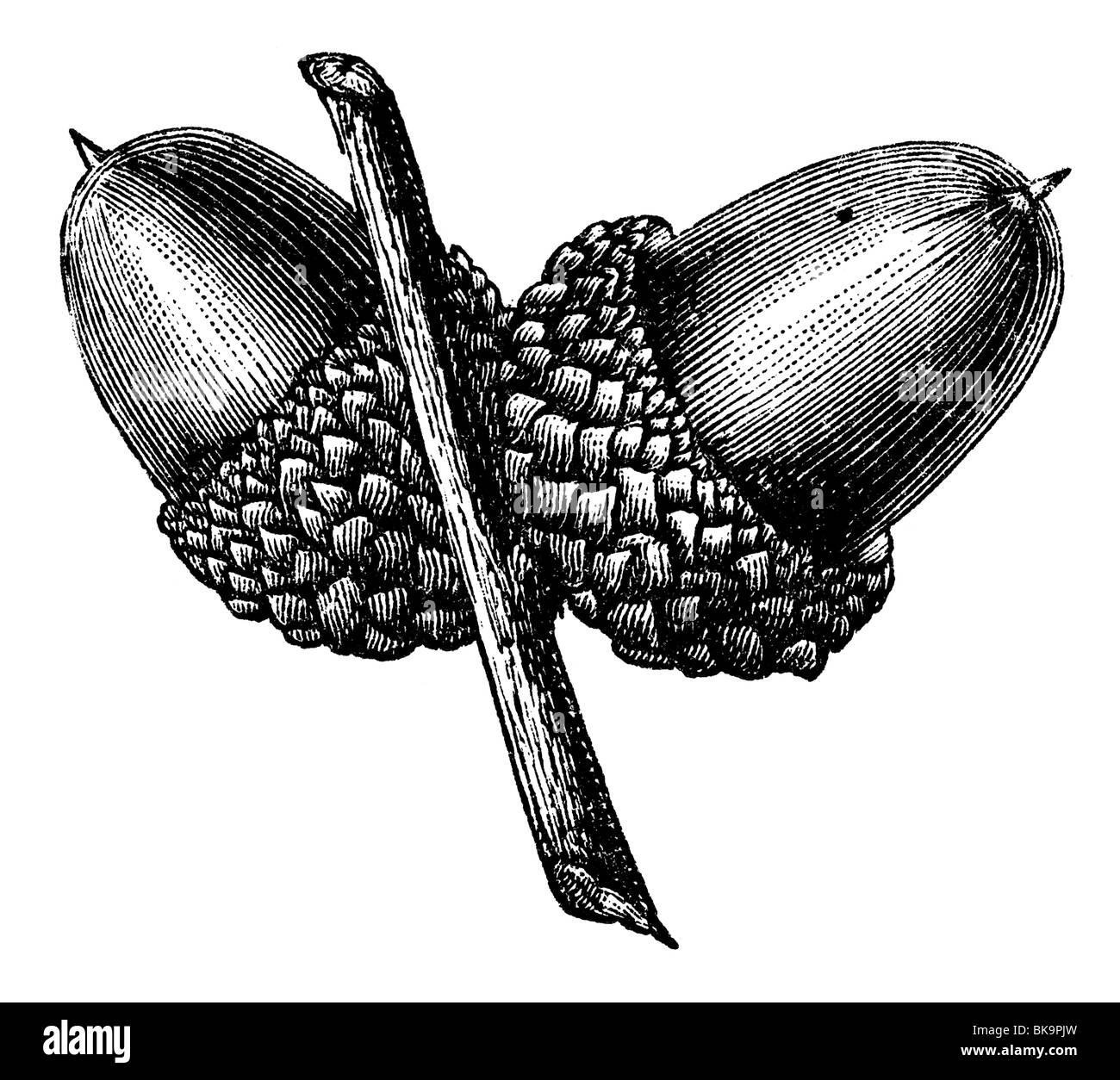 Flaum Eiche Frucht Eichel Stockfoto