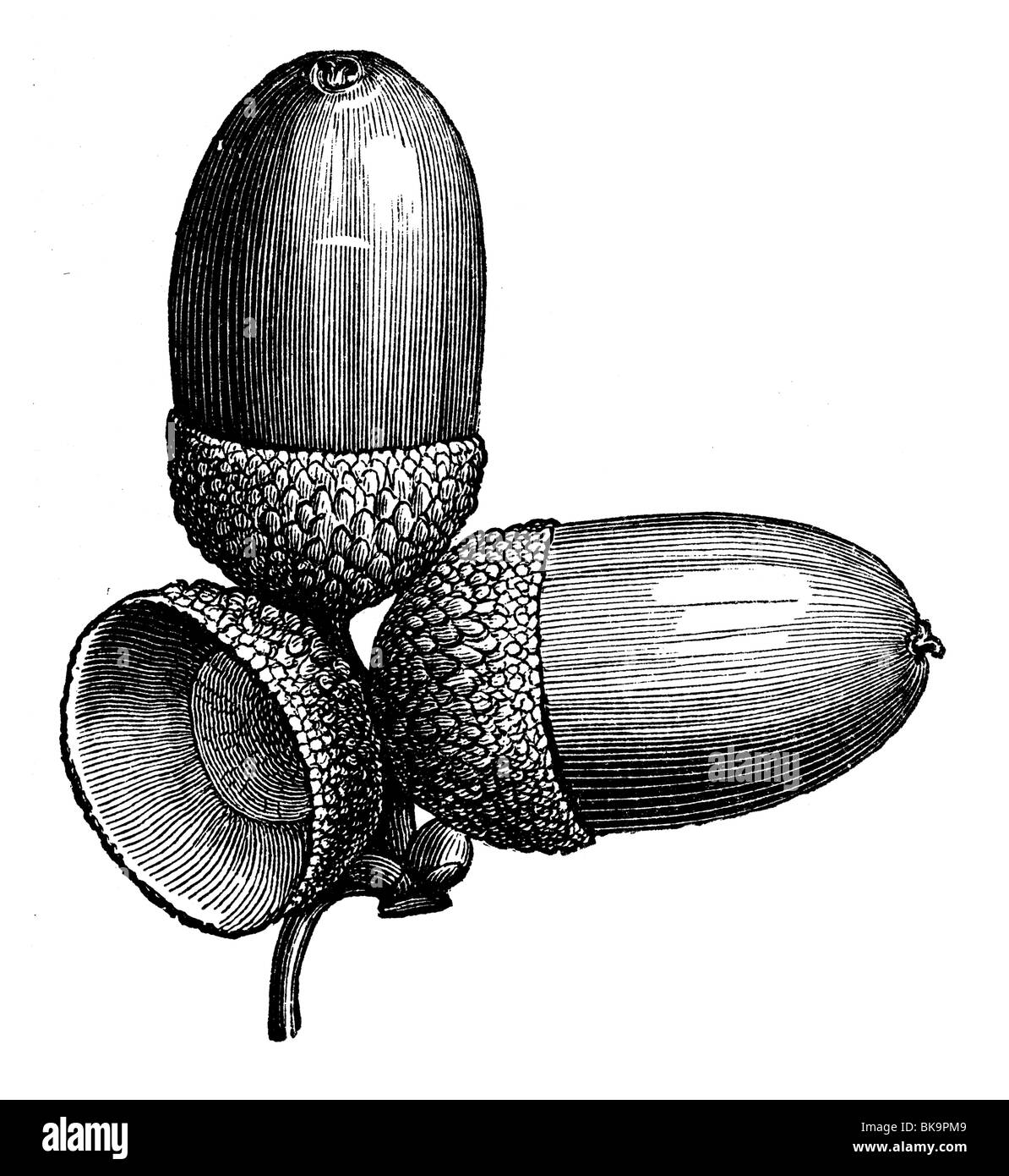 Eichenholz Eiche Frucht Eichel Stockfoto