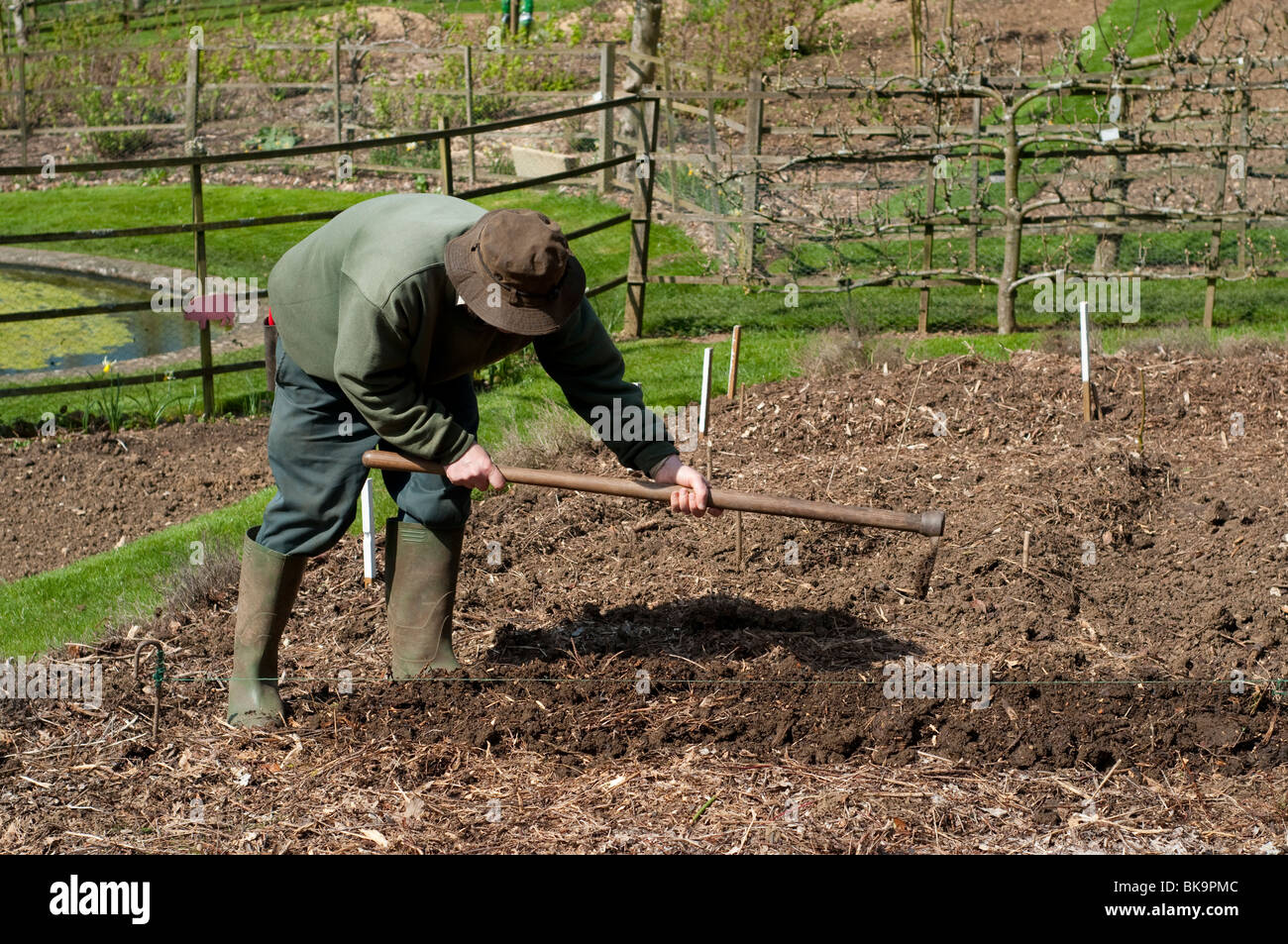 Kopf Gärtner Vorbereitung einen Graben zu Pflanzen Pflanzkartoffeln bei Painswick Rokoko-Garten in Cotswolds Stockfoto