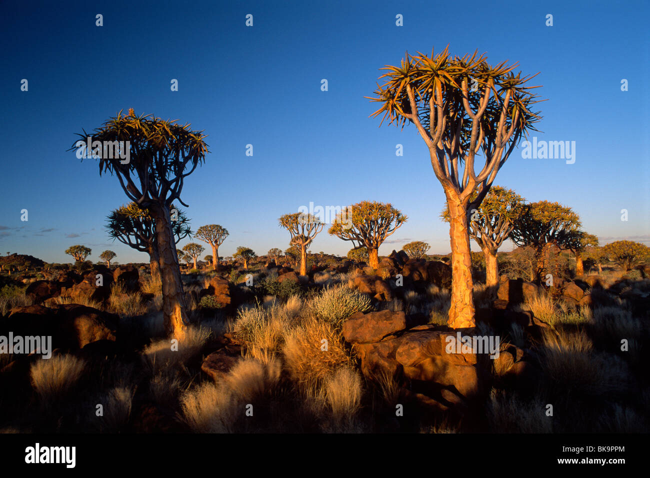 Köcherbaumwald (Aloe Dichotoma), Abend-Stimmung, Gariganus Farm, in der Nähe von Keetmanshoop, Namibia, Afrika Stockfoto