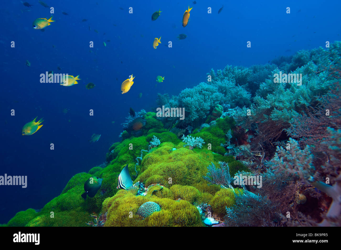 Riff Malapascua vielfältig vielseitig Multiplex-Leben am Riff Fische Seestern Seeigel unter Wasser Unterwasser Tauchen Taucher Tauchen natu Stockfoto